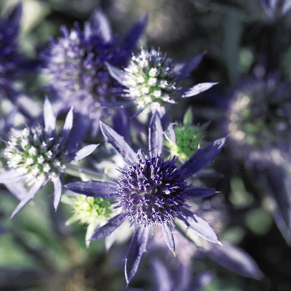 Thompson and Morgan Eryngium Planum Blue Hobbit Plant Pot 9cm 2 Pack Image 3