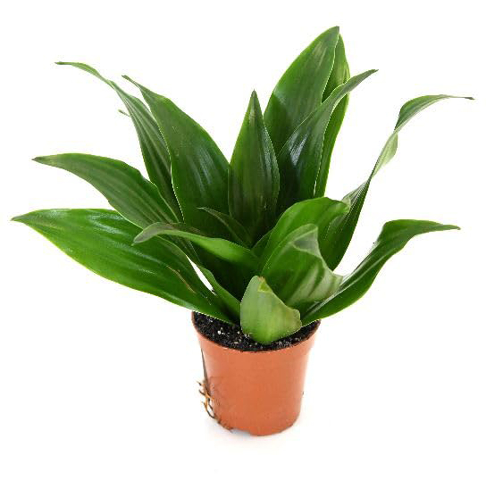 Thompson and Morgan Dracaena Dragon Tree Fragrans Compacta Plant Pot 12cm 2 Pack Image 2