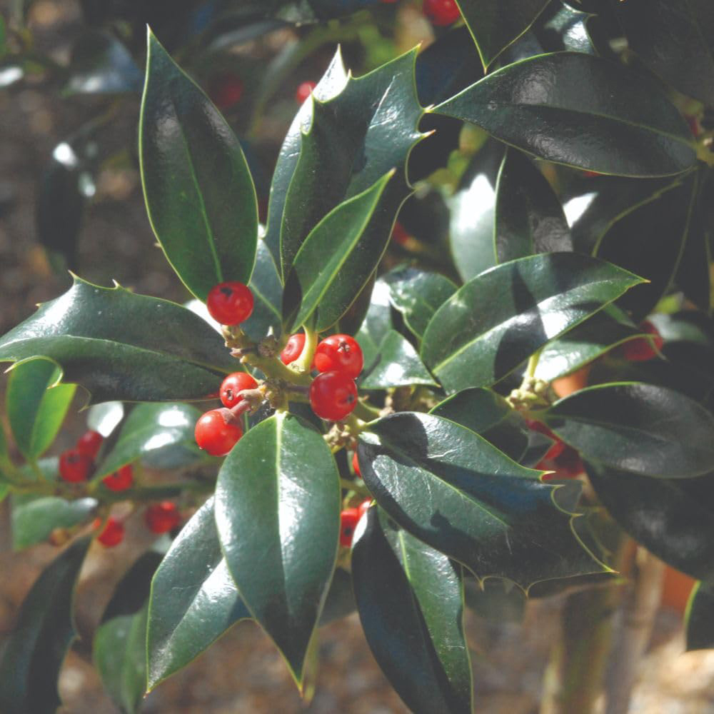 Thompson and Morgan Ilex Aquifolium Alaska Plant Pot 9cm 3 Pack Image 2
