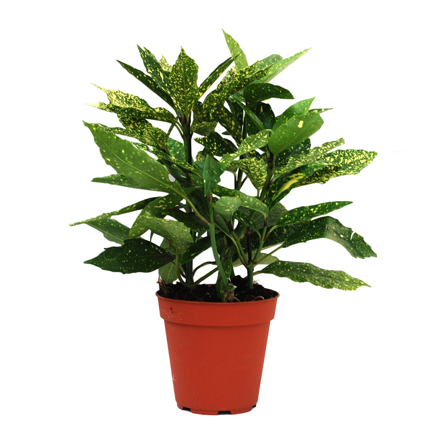 Aucuba Japonica Variegata - Green Image