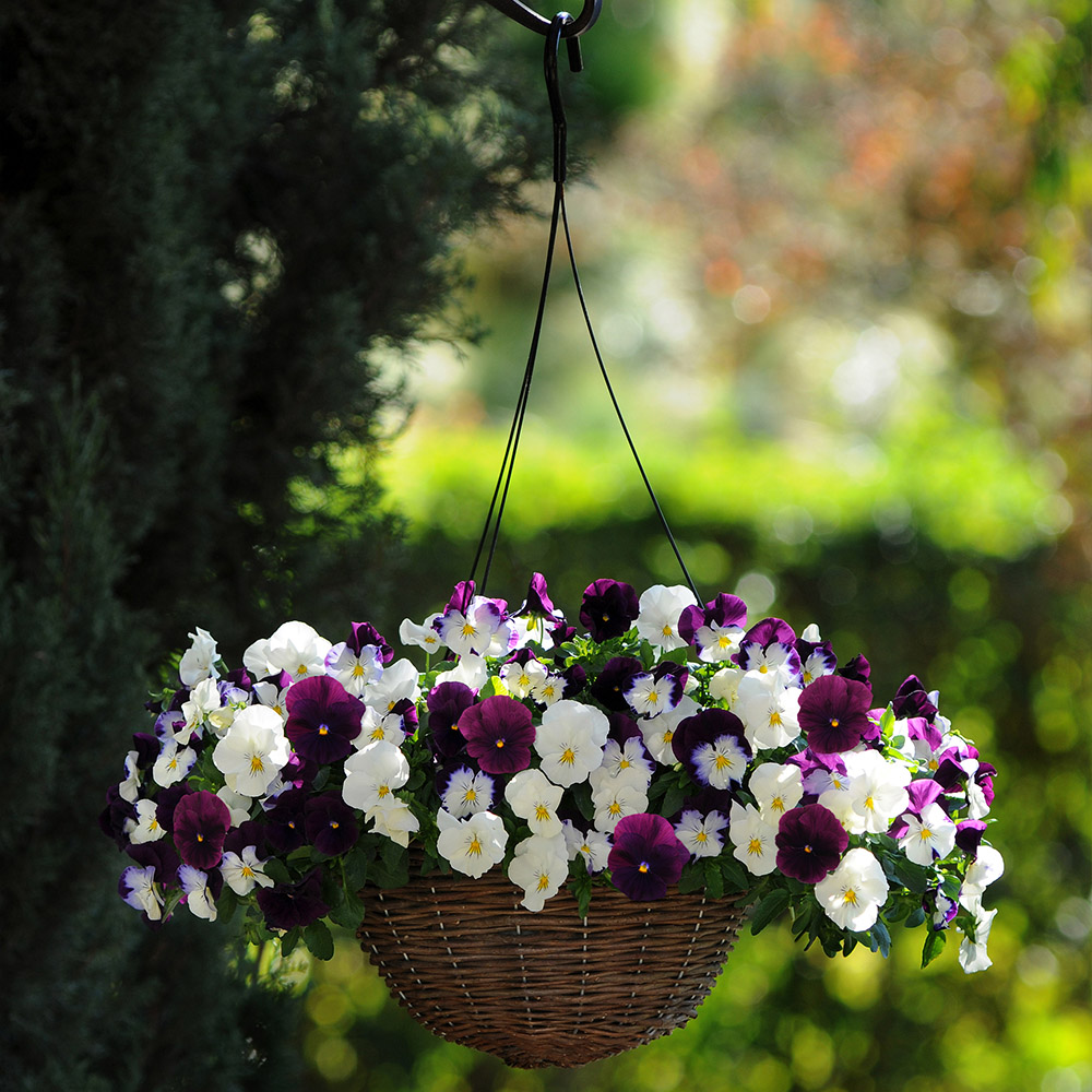 wilko 25cm Pansy Cool Wave Berries and Cream Hanging Basket 2 Pack Image 2