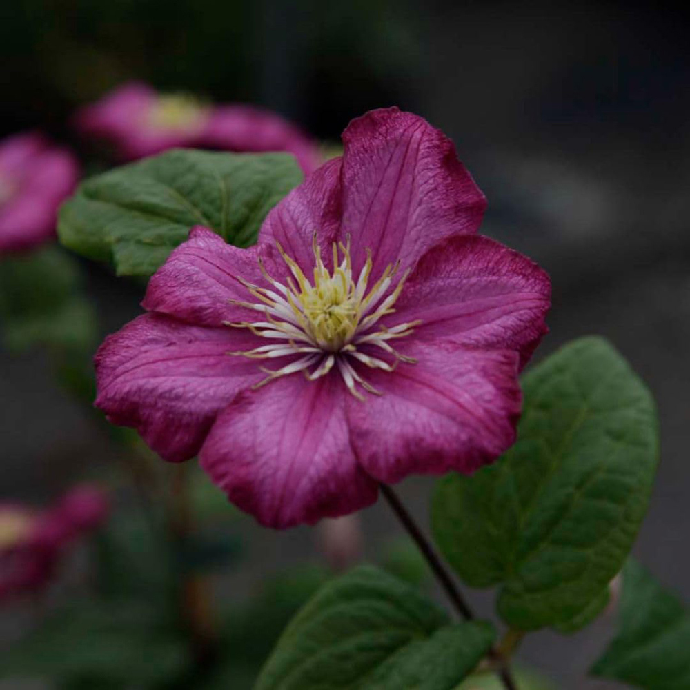 Thompson and Morgan Clematis Ville De Lyon Plant Pot 7cm Image 2