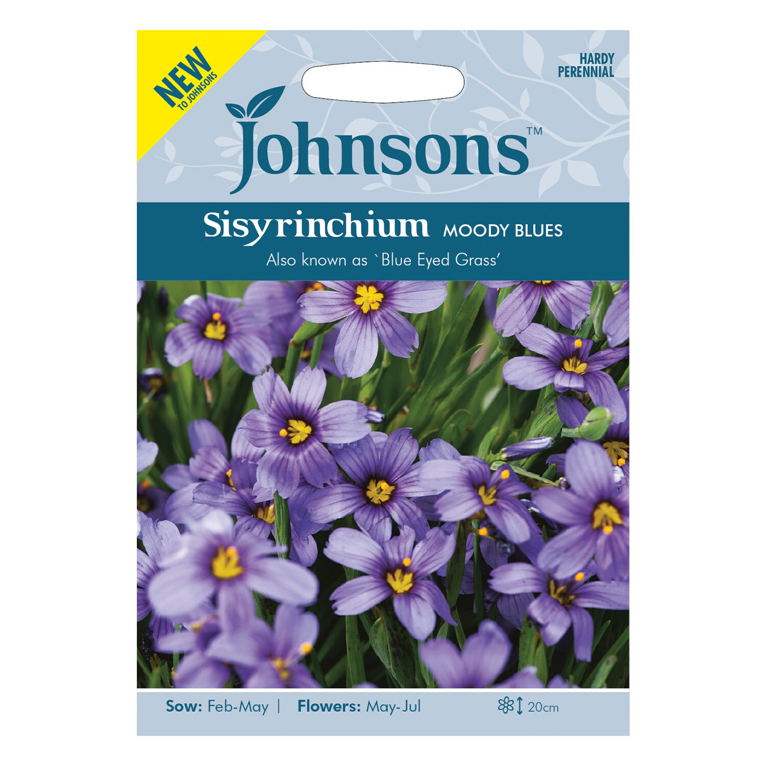 Johnsons Sisyrinchium Moody Blues Flower Seeds Image 2