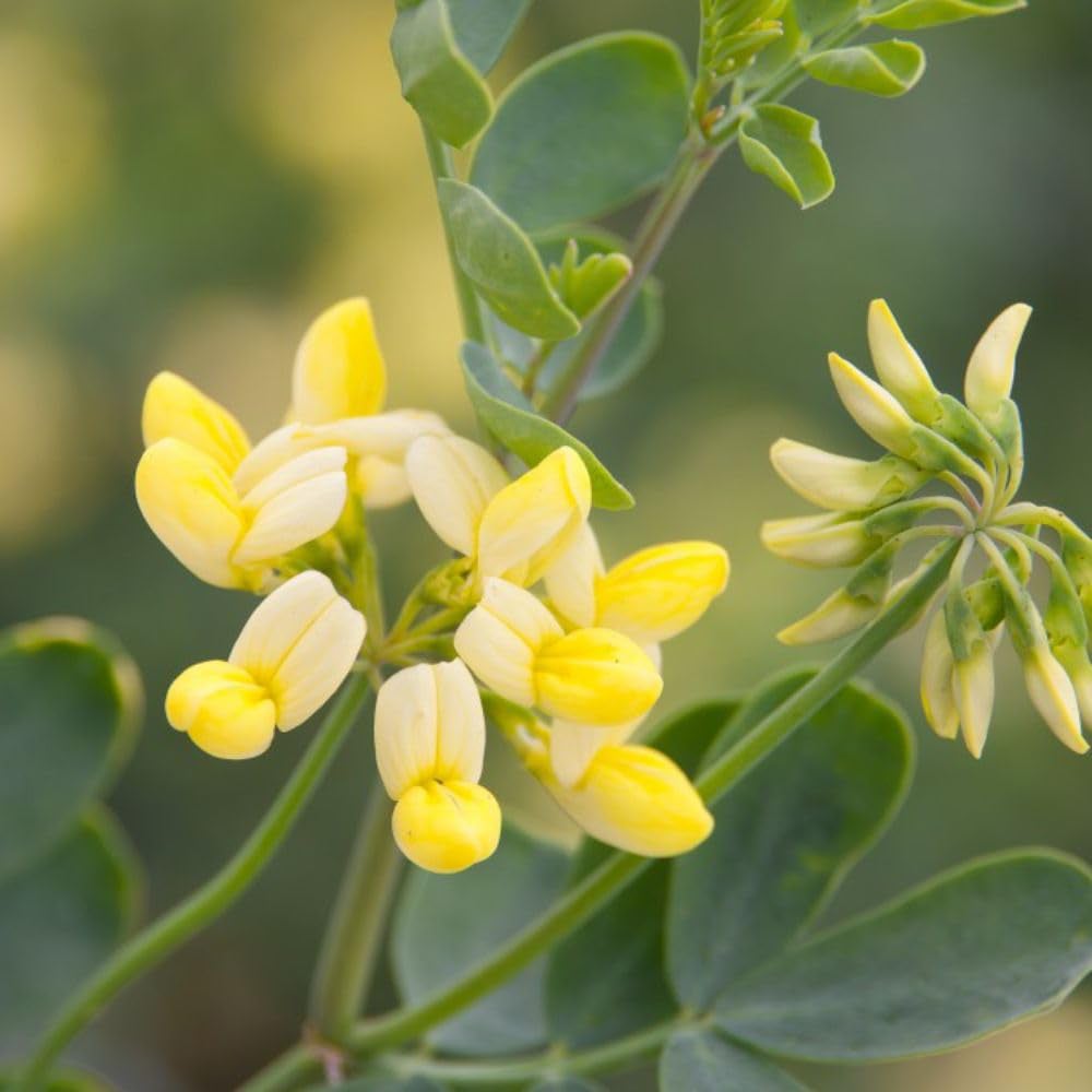 Thompson and Morgan Coronilla Citrina Pot 9cm Image 1