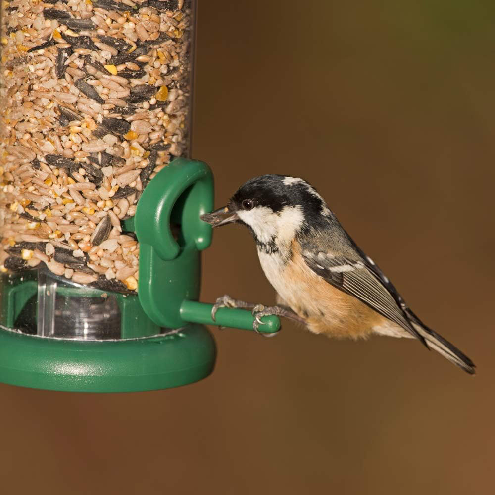 Happy Beaks Jacobi Jayne Ring Pull 2 Port Small Hanging Bird Seed Feeder Image 5