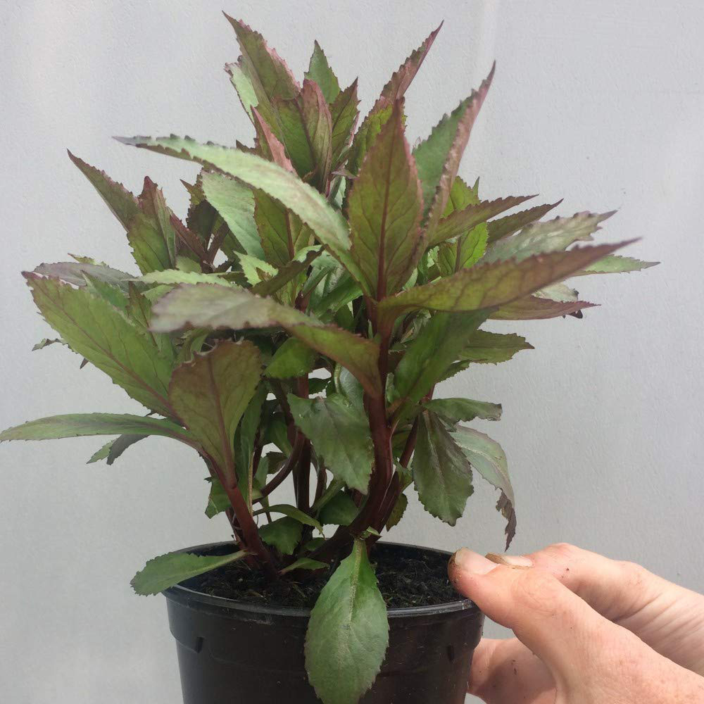 Thompson and Morgan Lobelia Queen Victoria Garden Ready Plant 30 Pack Image 4
