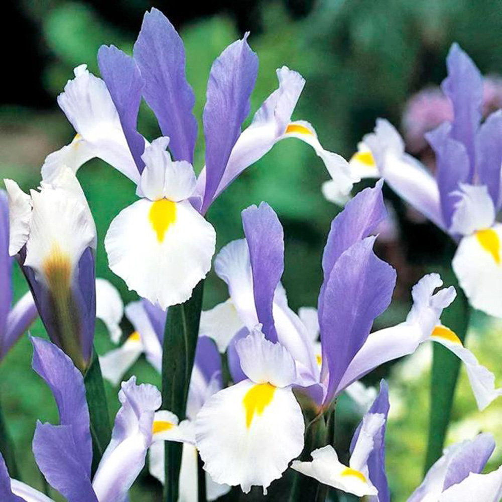 Thompson & Morgan Iris Silver Beauty Planting Blub 20 Pack Image 1