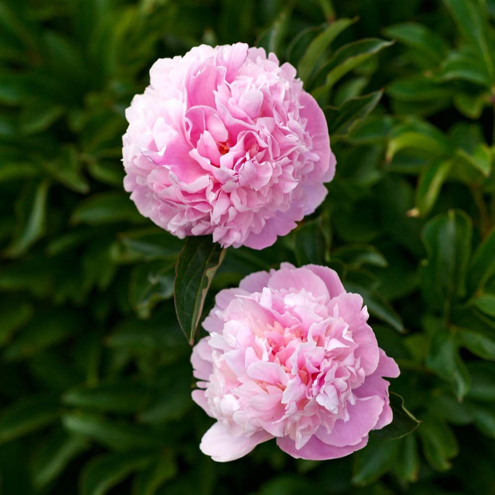 Thompson and Morgan Peony Sarah Bernhardt Tuber 2 Pack Image 1