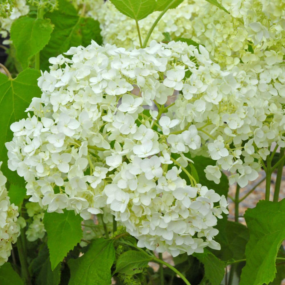 Thompson & Morgan Hydrangea Arborescens Annabelle Plant Pot 10L Image 2