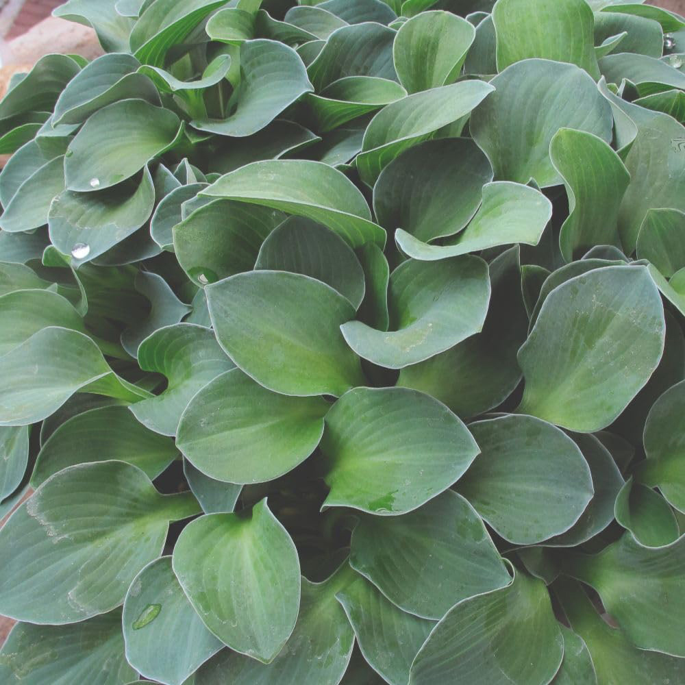 Thompson and Morgan Hosta Blue Mouse Ears Plant in Pot 9cm 6 Pack Image