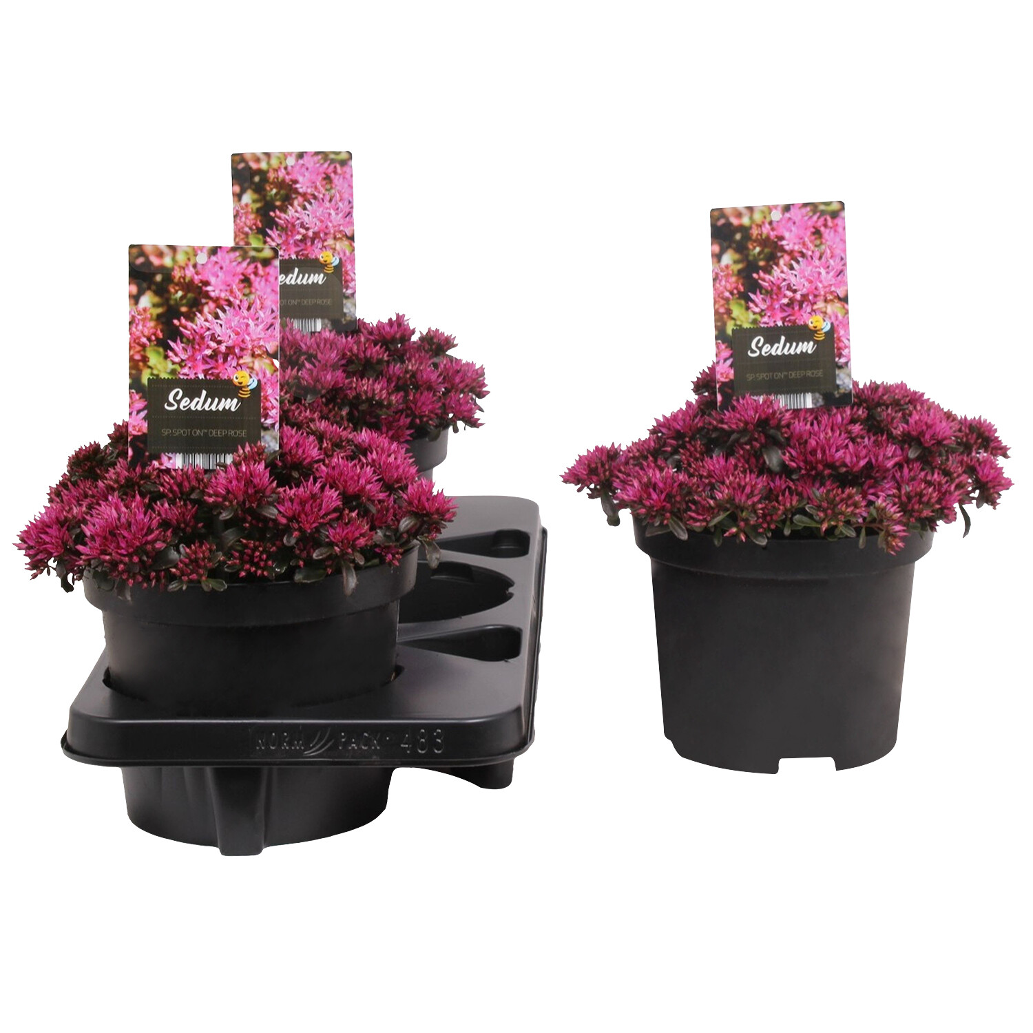 Sedum Deep Rose 19cm - Pink Image