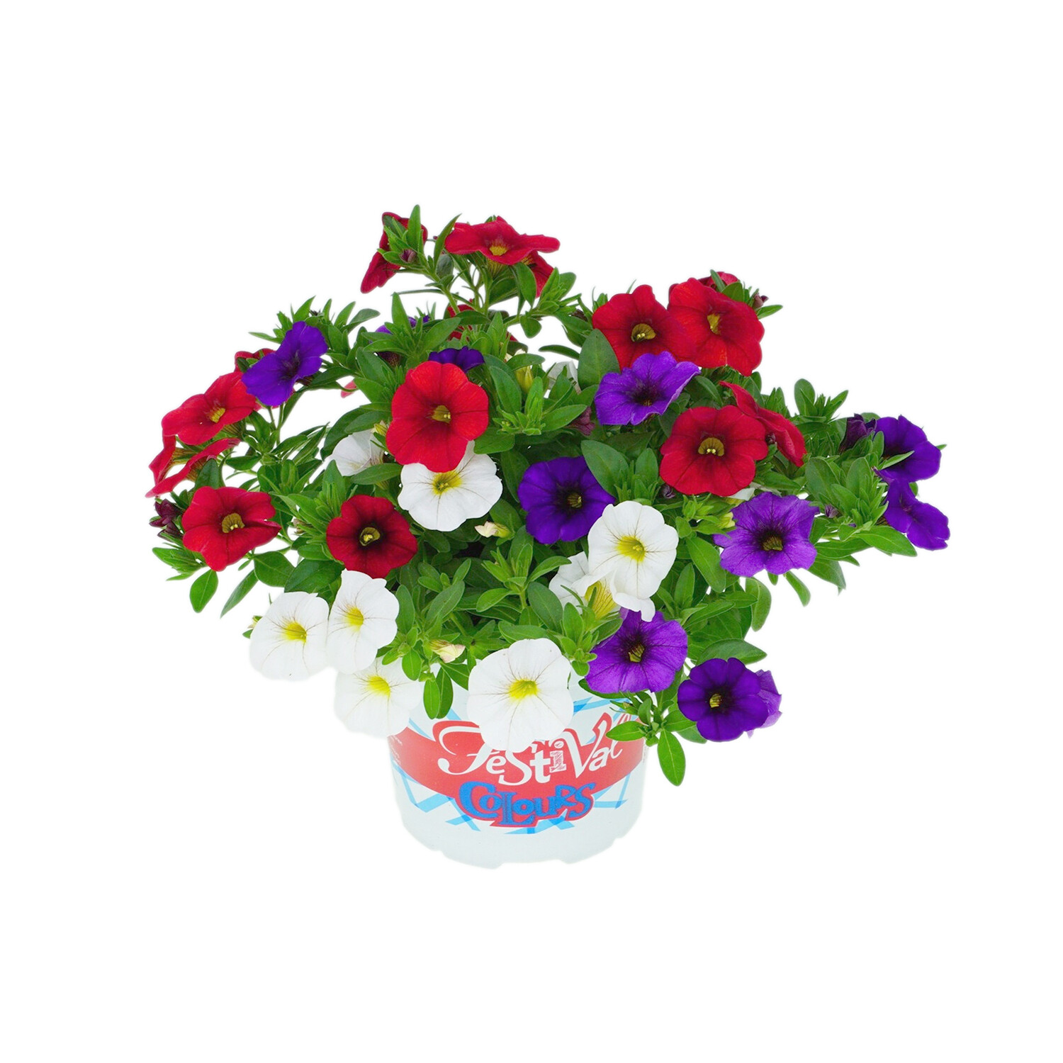 Calibrachoa Festival Colours - Multicolour Image 2