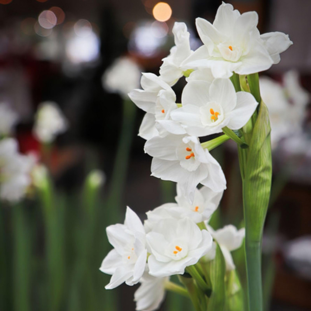 Thompson and Morgan Christmas Gift Narcissus Paperwhites Plant Pot 12cm Image 4