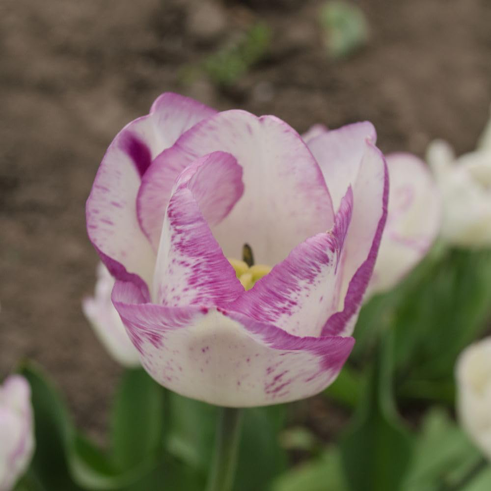 Thompson and Morgan Tulip Shirley Planting Bulb 8 Pack Image 1