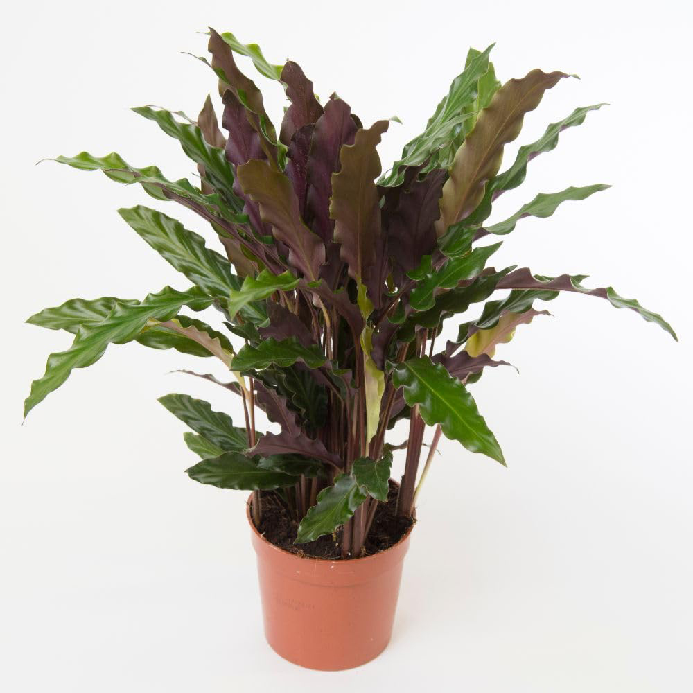 Thompson and Morgan Calatheas Rufibarba Plant Pot 12cm 2 Pack Image 2
