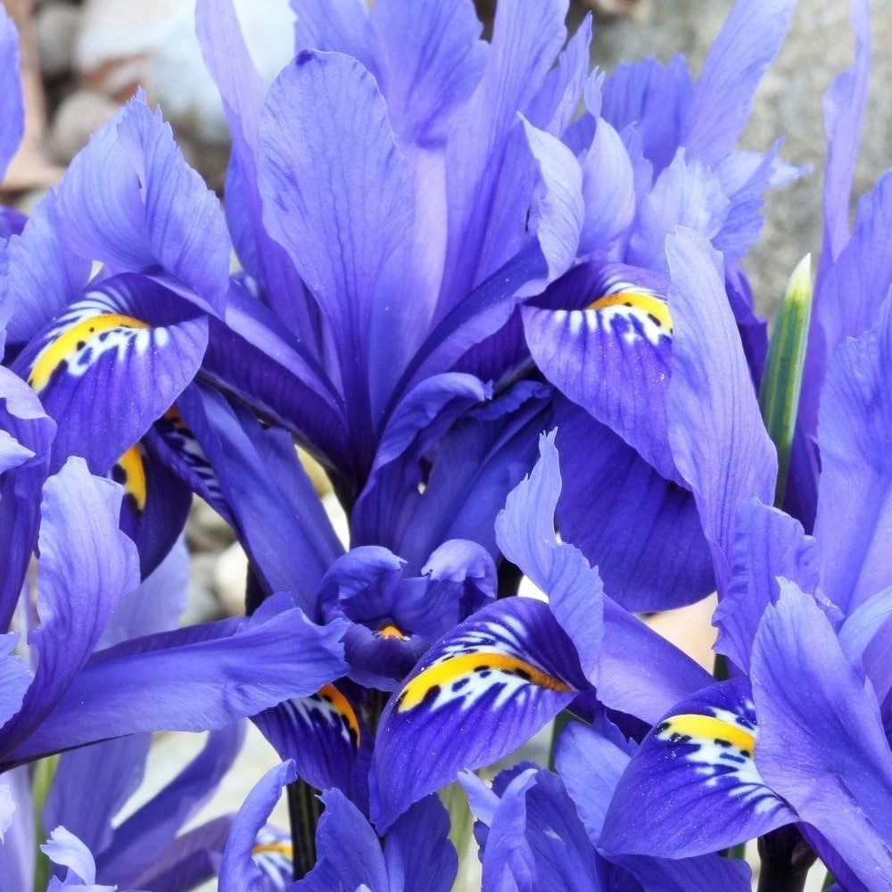 Thompson and Morgan Iris Harmony Autumn Planting Bulb 40 Pack Image 1