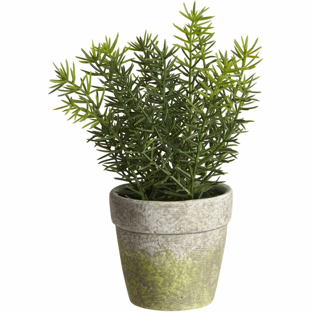 Wilko Herb in Pot Wilko