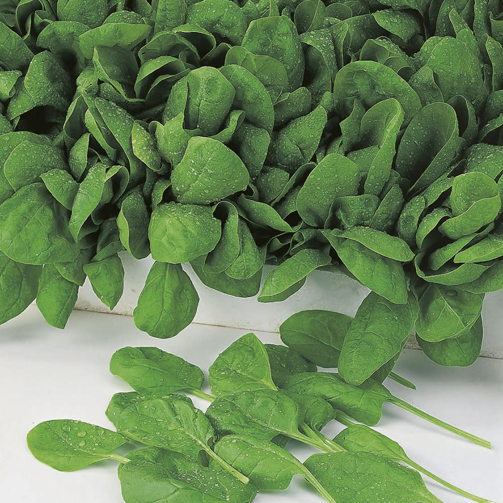 Johnsons Spinach Apolla F1 Seeds Image 1