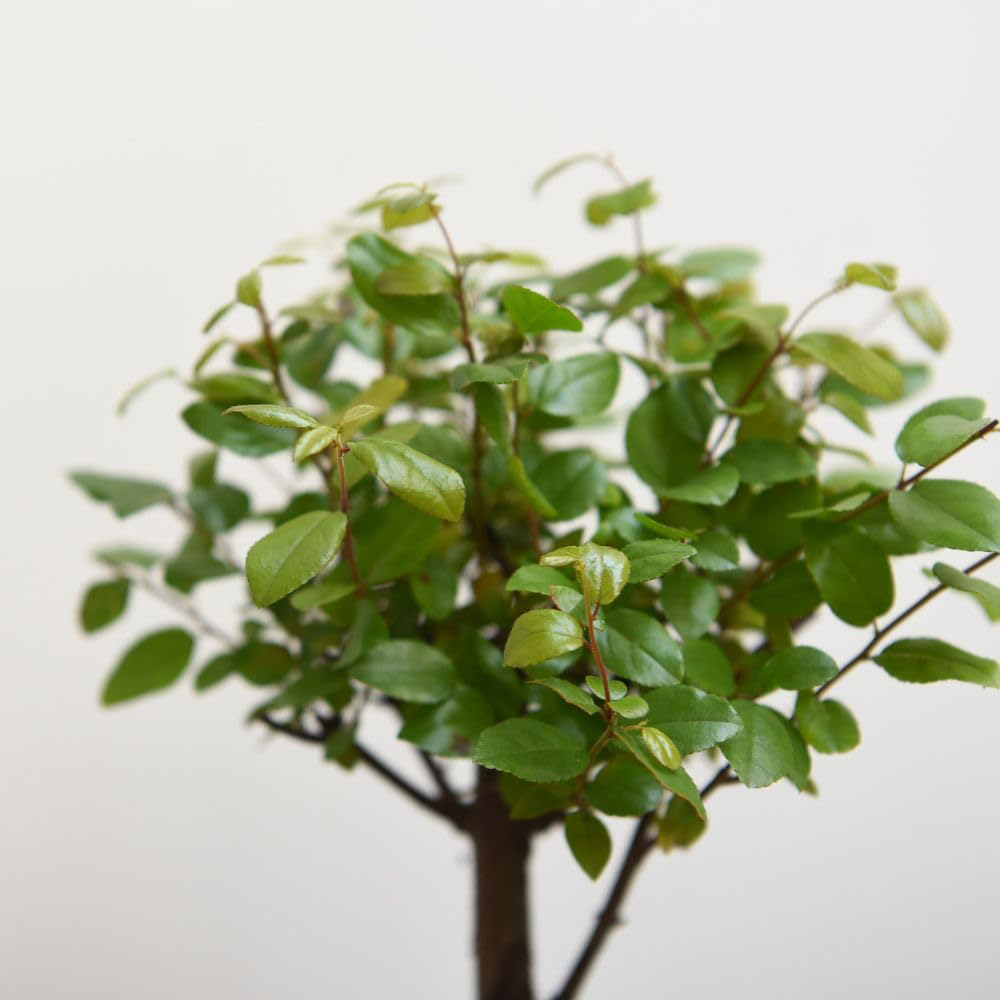 Thompson & Morgan Bonsai Sageretia with Ceramic Planter and Saucer 12cm 2 Pack Image 2