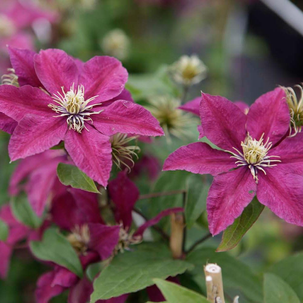 Thompson and Morgan Clematis Niobe Plant Pot 7cm 2 Pack Image 4
