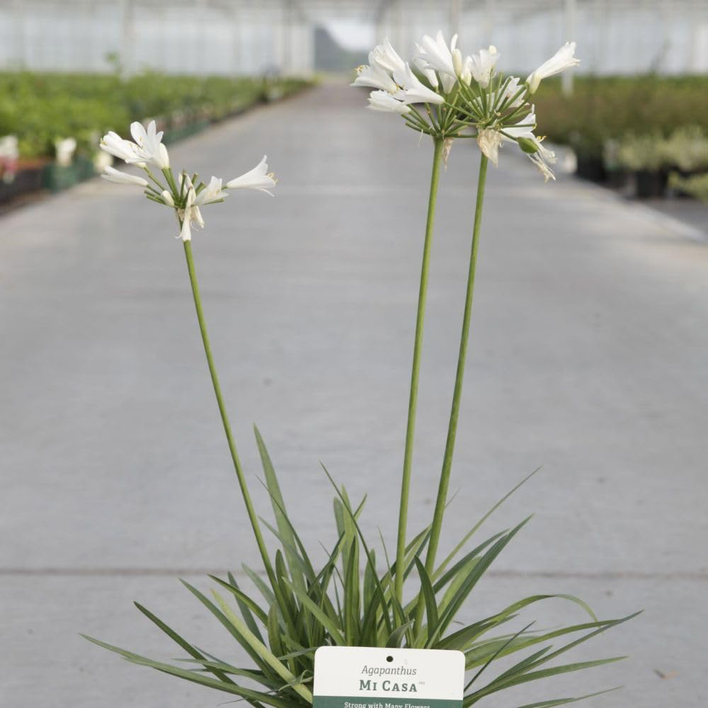 Thompson & Morgan Agapanthus Mi Casa Plant Pot 3L Image 1