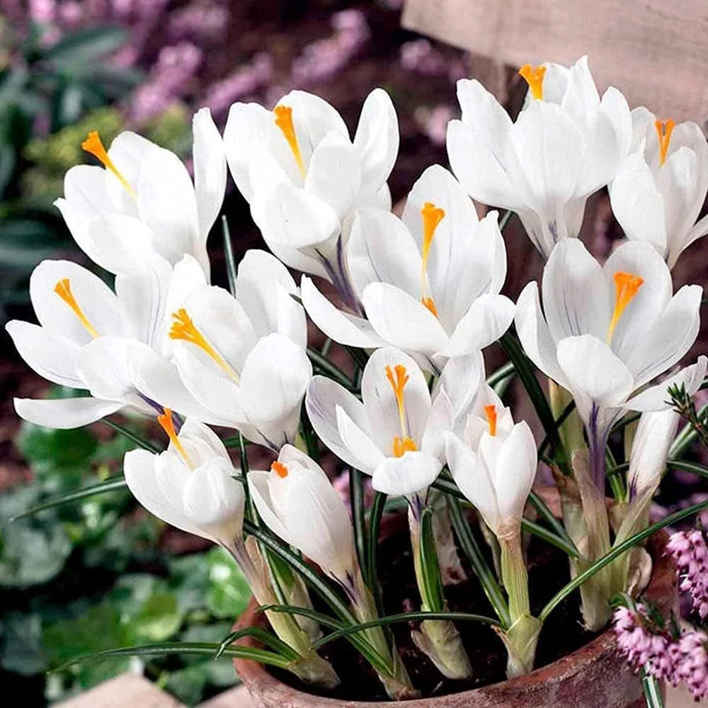 Thompson and Morgan Crocus Jeanne d'Arc Planting Bulb 40 Pack Image 2