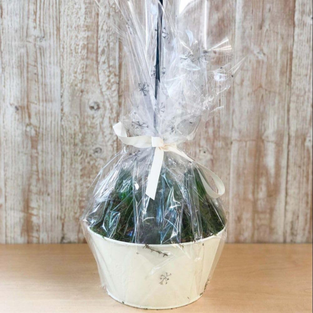 Thompson and Morgan Christmas Gift Hyacinth White Pearl 5 Planting Bulb in Pot 2 Pack Image 4