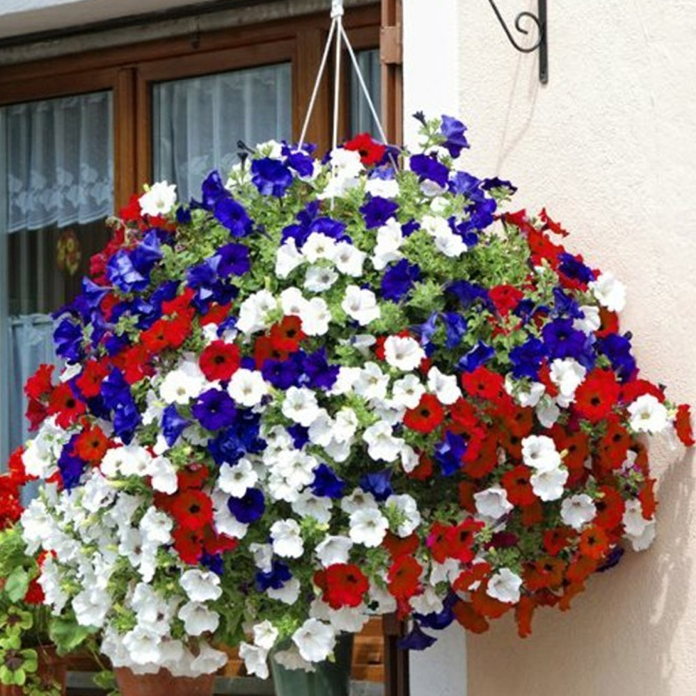 wilko Petunia Union Jack Rattan Hanging Baskets 2 Pack Image 1