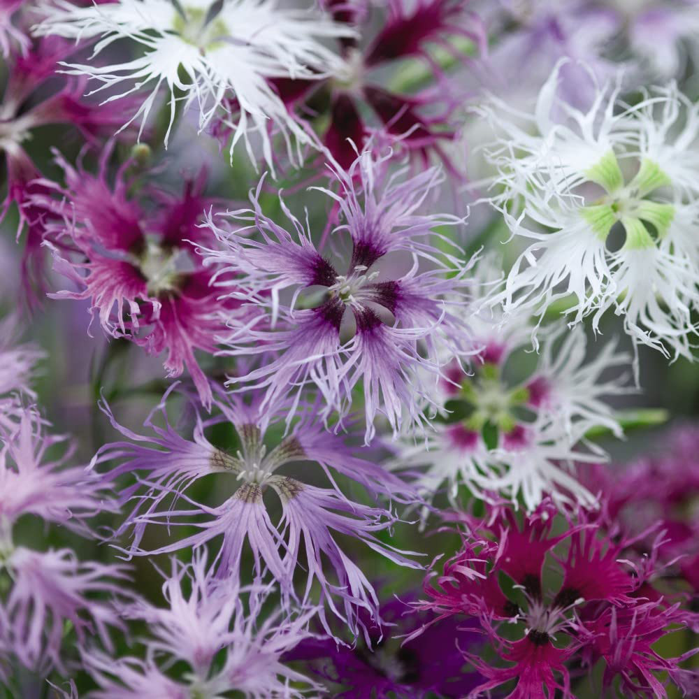 Thompson and Morgan Dianthus Rainbow Loveliness Improved Mix Seeds Image