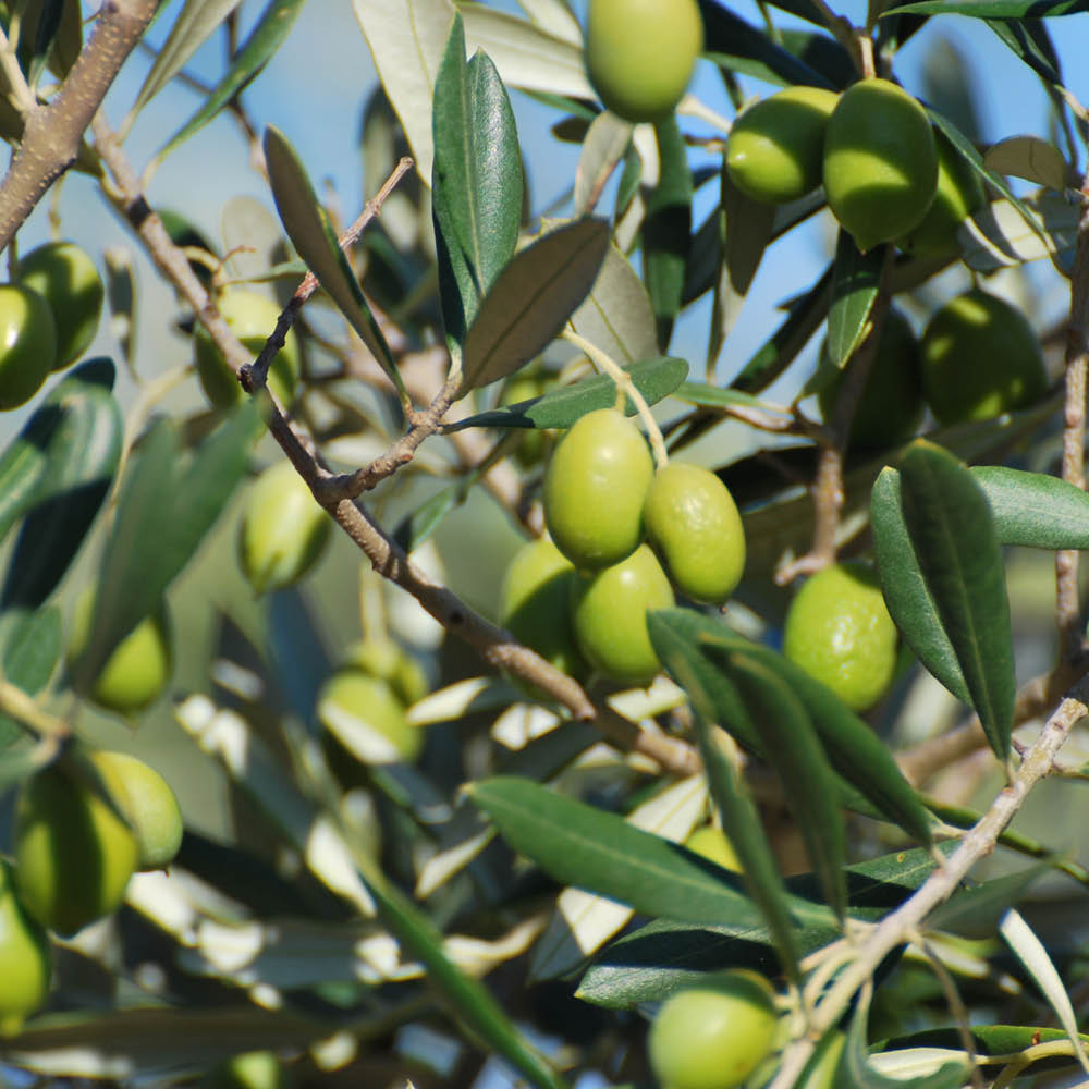 YouGarden Mini Olive Standard Tree in Pot Image 1