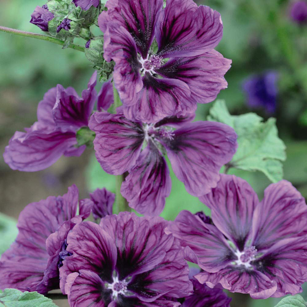 Thompson & Morgan Malva Sylvestris Mystic Merlin Seeds Image