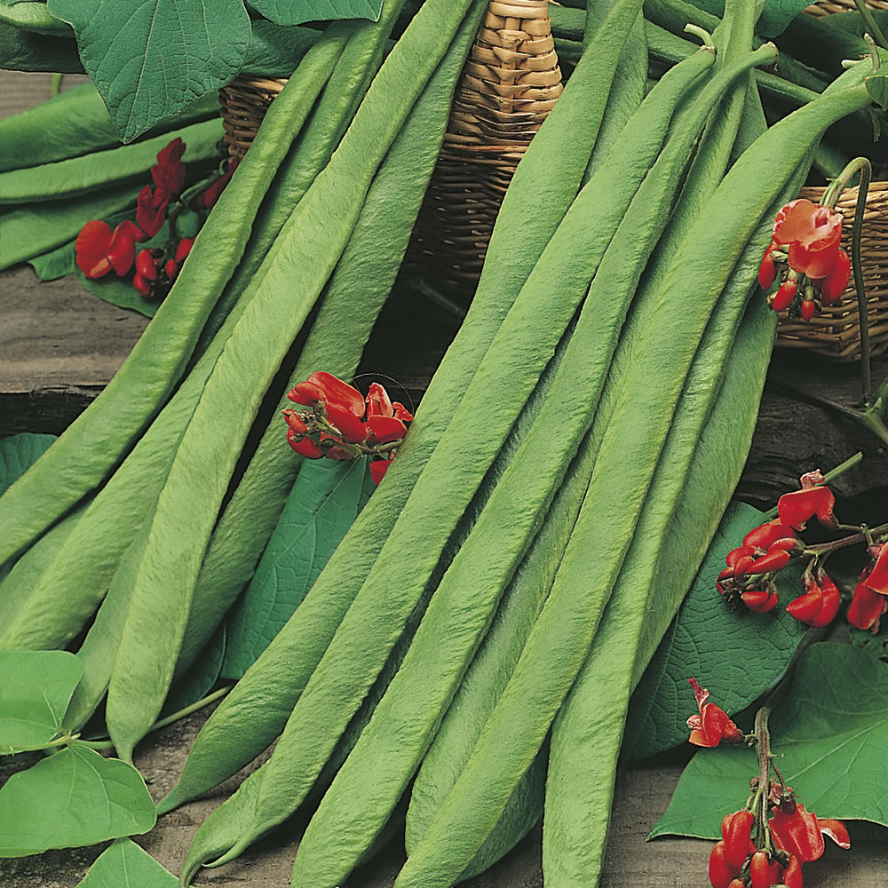 Johnsons Runner Bean Polestar Stringless Seeds Image 1