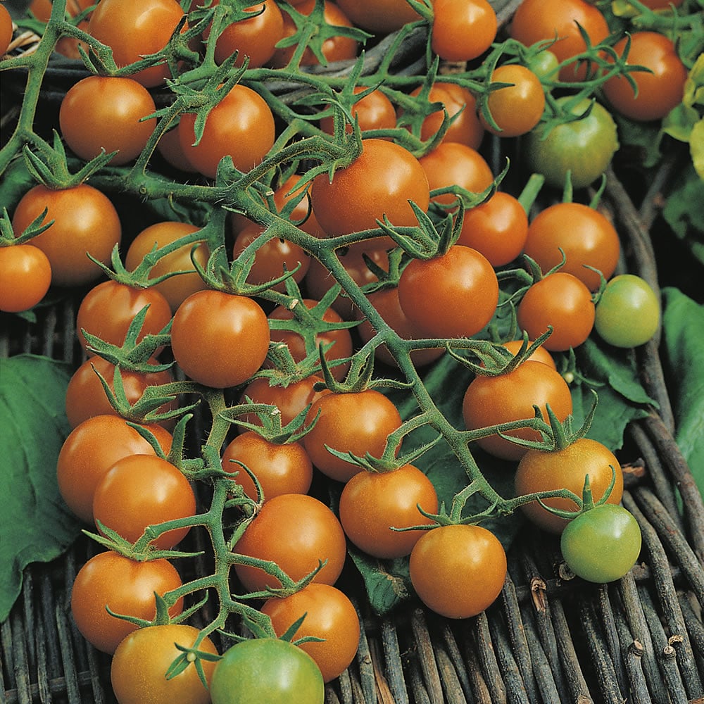 Johnsons Tomato Sungold Seeds Image 1