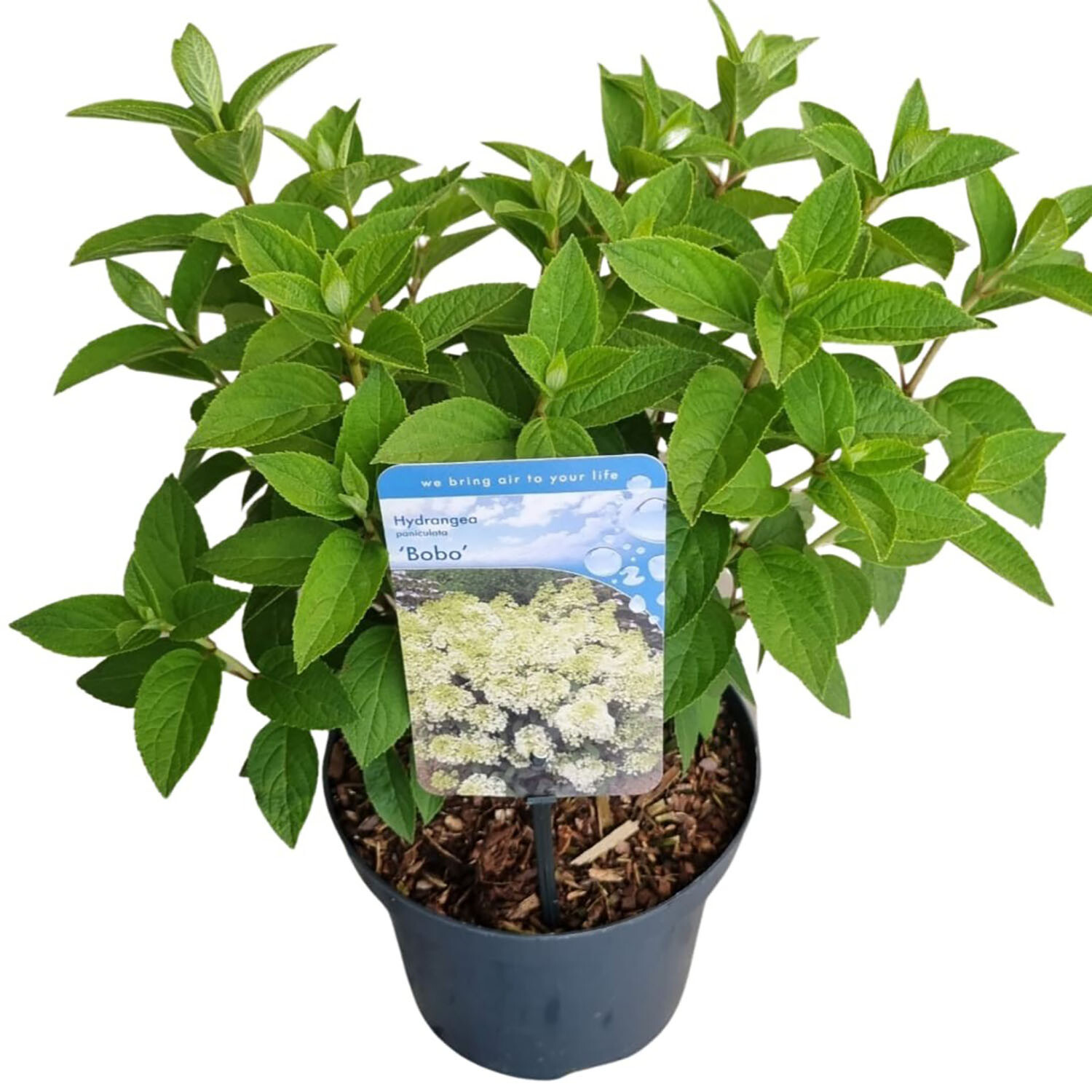 Hydrangea Paniculata Bobo - White Image