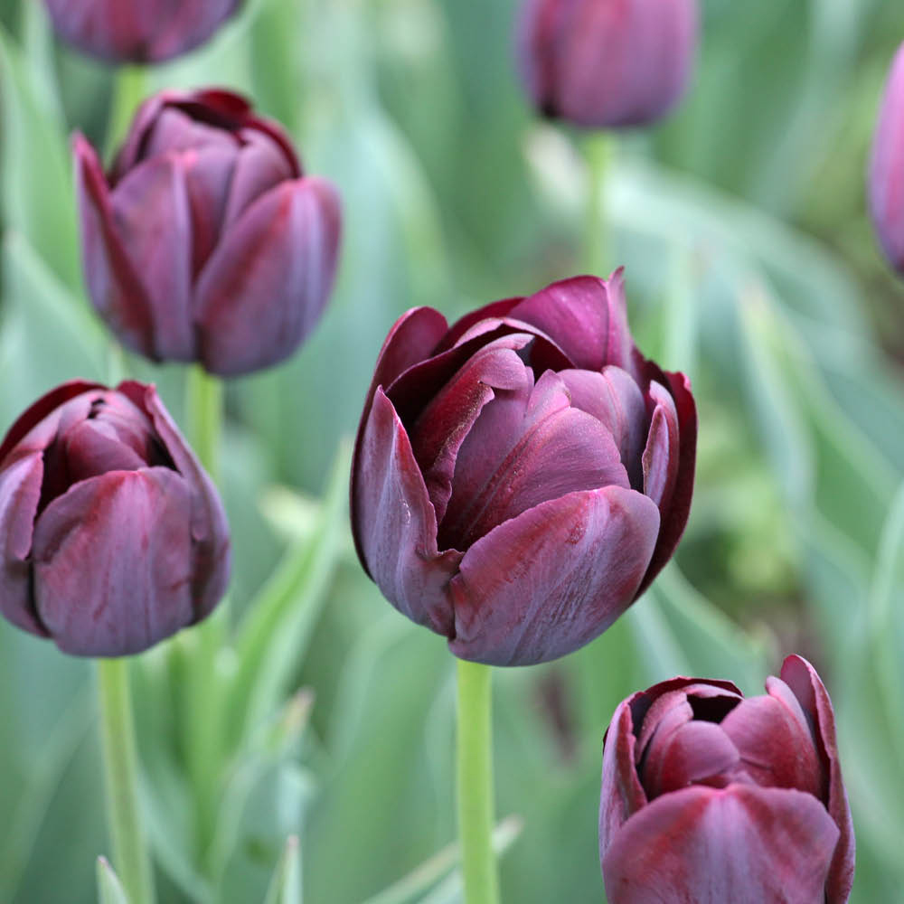 YouGarden Queen of the Night Tulip Planting Bulb 30 Pack Image 1