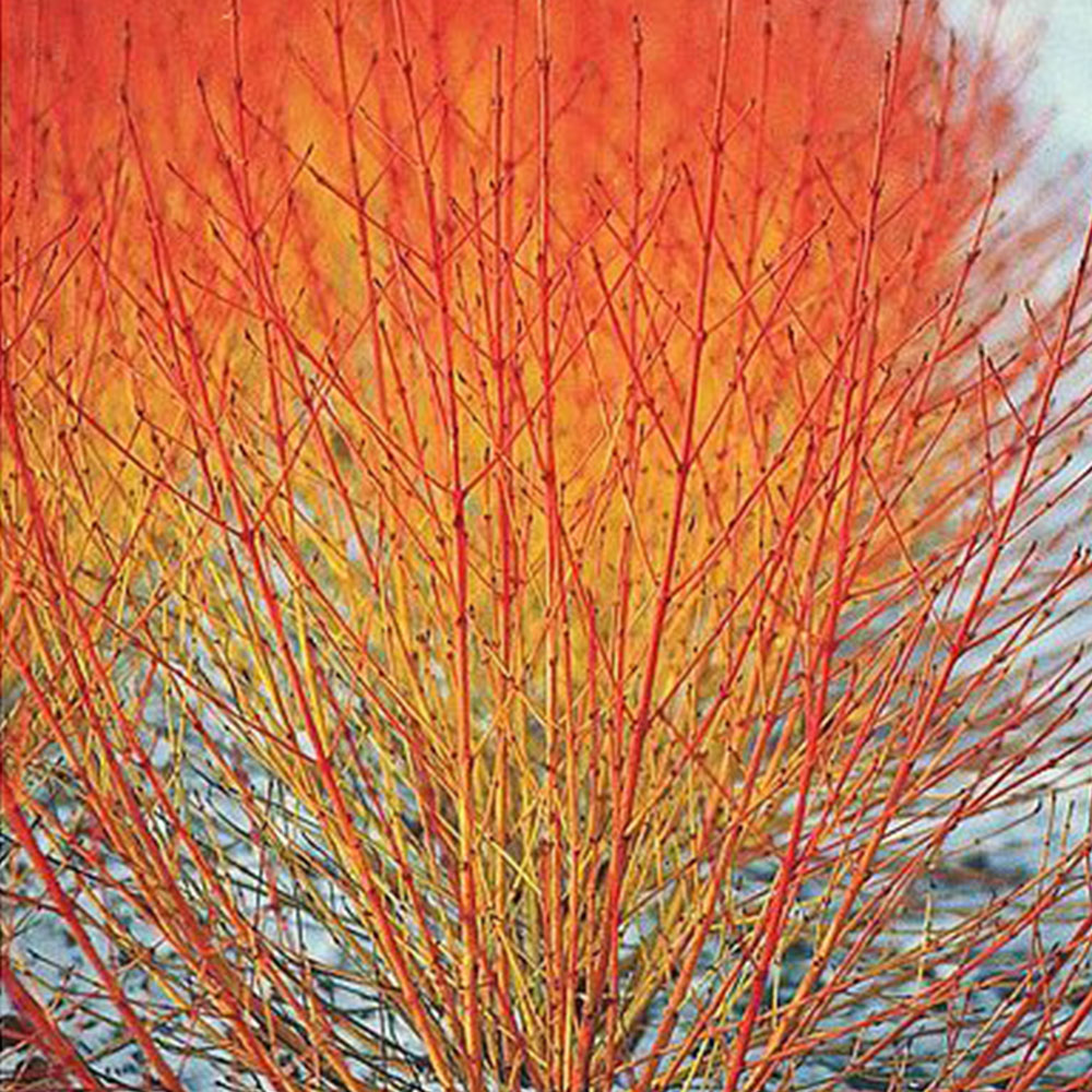 Thompson and Morgan Winter Interest Shrub Collection Plant Pot 9cm 6 Pack Image 3