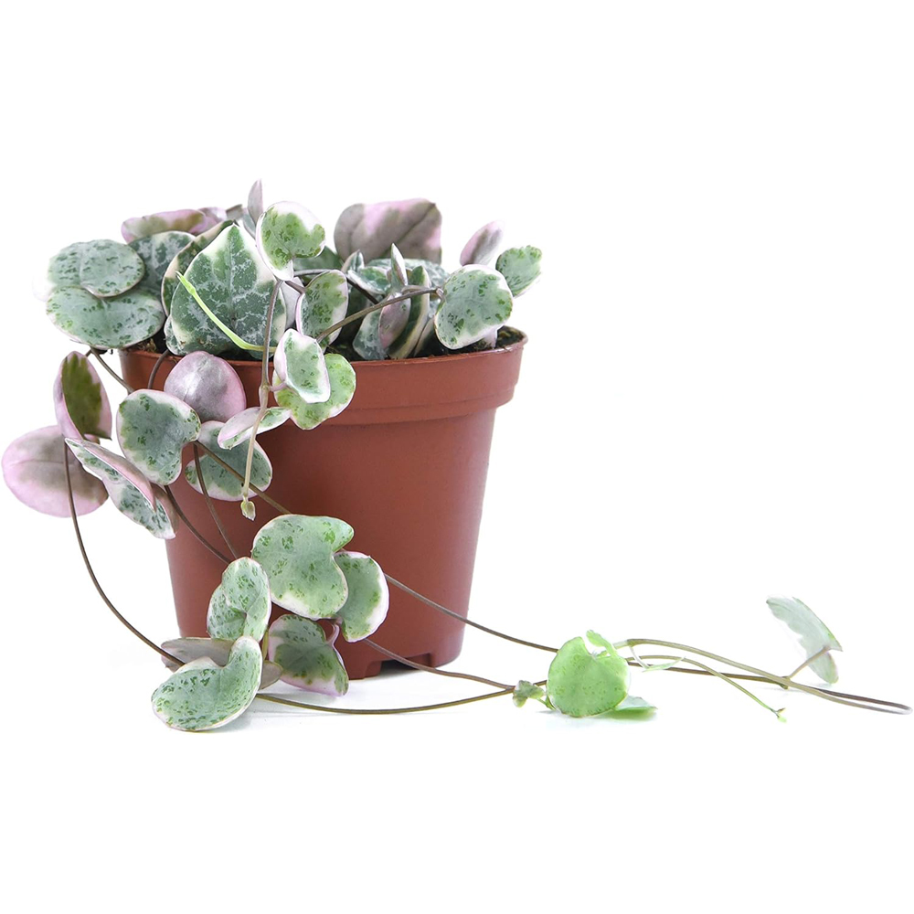 Thompson and Morgan String of Hearts Variegated 8cm Plant Pot Image 2