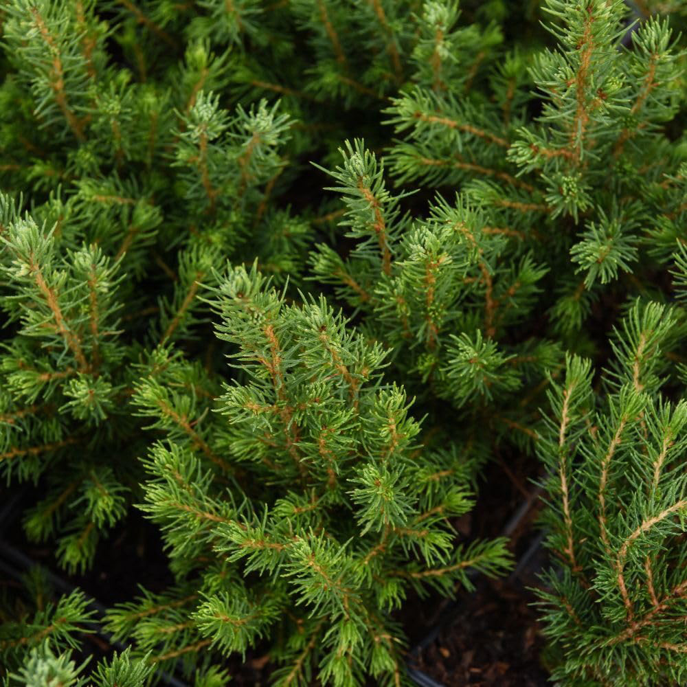 Thompson and Morgan Nurserymans Choice Conifer Plant Pot 9cm 3 Pack Image 2
