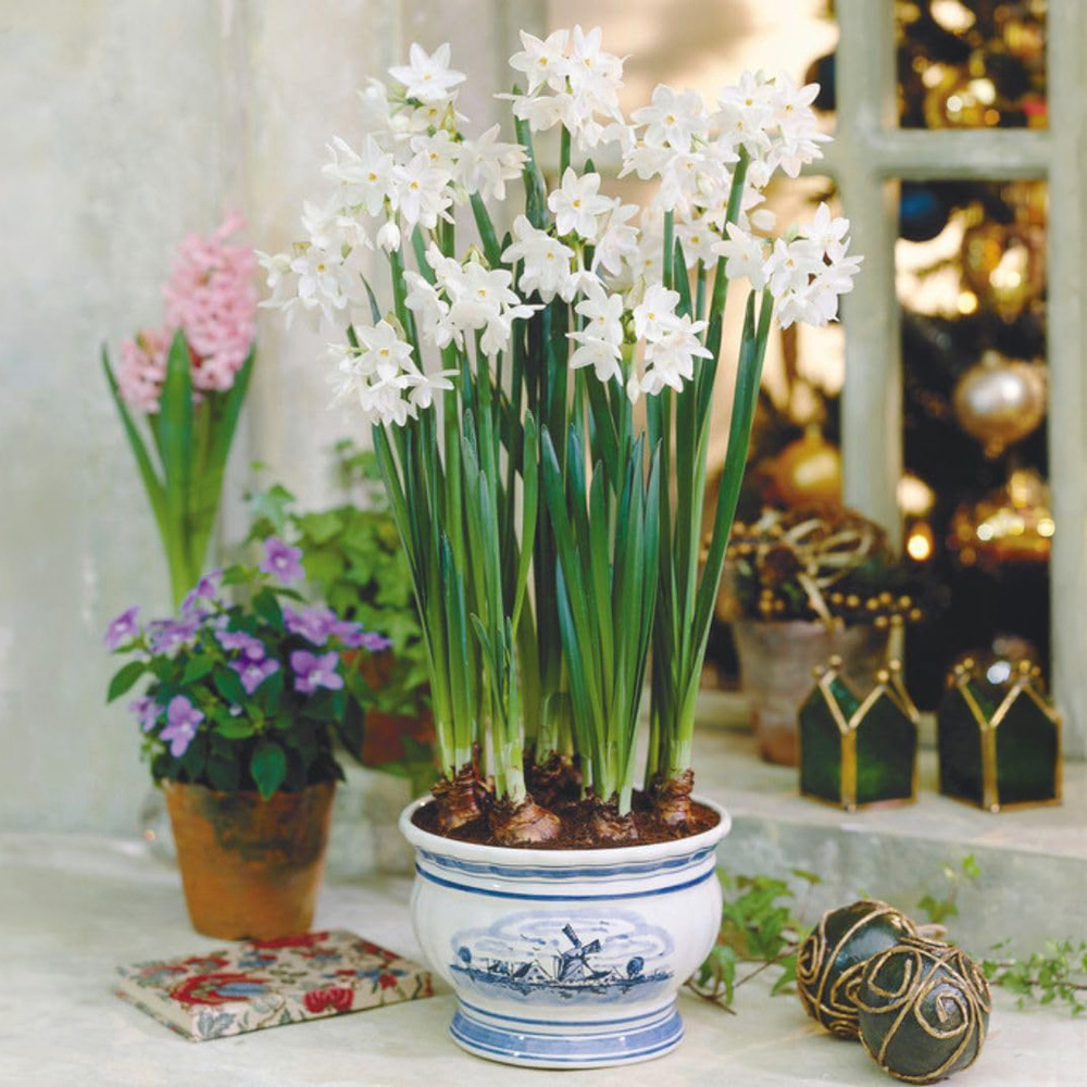 Thompson and Morgan Christmas Gift Narcissus Paperwhites Plant Pot 12cm 2 Pack Image 1