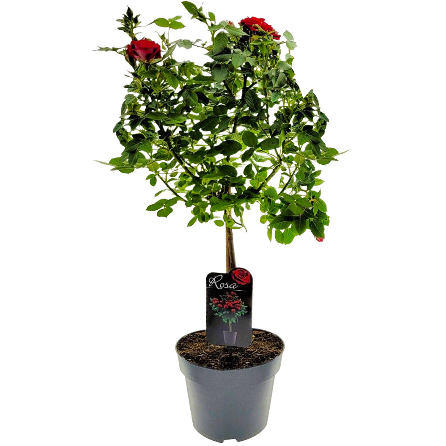 Rose on Stem Plant Image 3