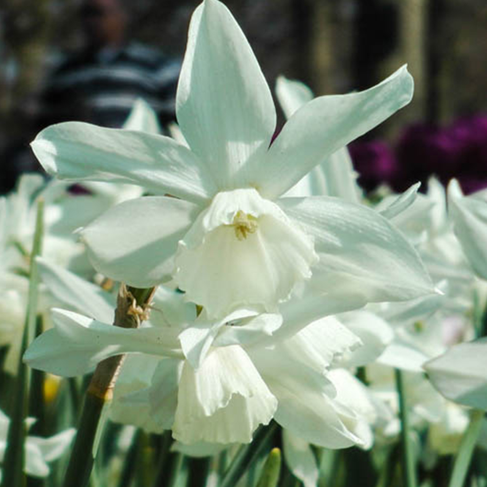 wilko Narcissus Thalia Pale Yellow Planting Bulb 20 Pack Image 3