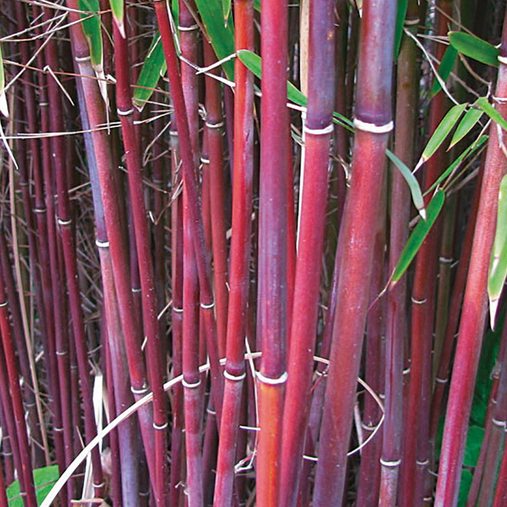 Thompson and Morgan Fargesia Asian Wonder Red Umbrella Bamboo Plant Pot 9cm Image 3