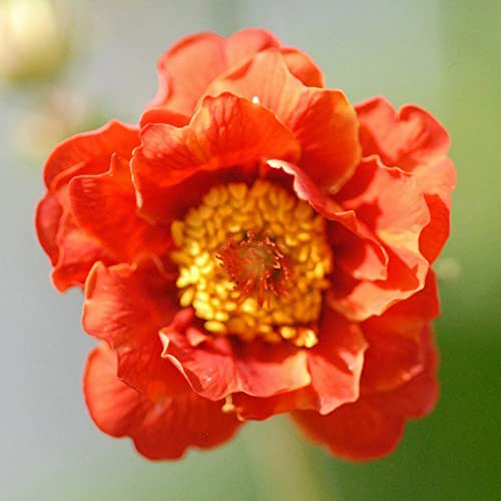 Thompson and Morgan Geum Mrs J. Bradshaw Plant Plug 24 Pack Image 3