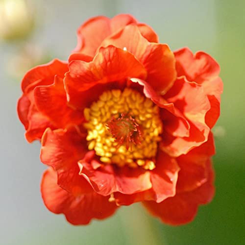 Thompson and Morgan Geum Mrs J. Bradshaw Plant Plug 48 Pack Image 3