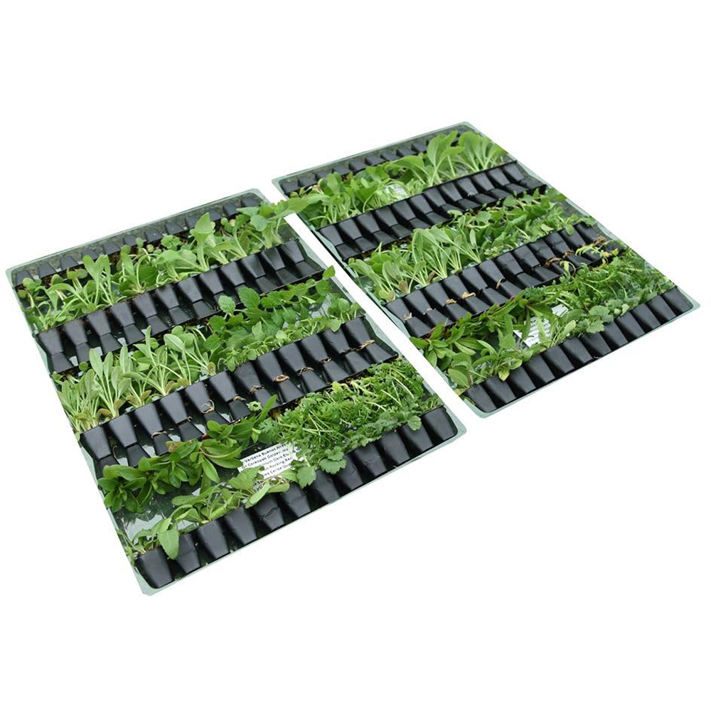 Thompson and Morgan Perennial Collection Plant Plug 30 Pack Image 2