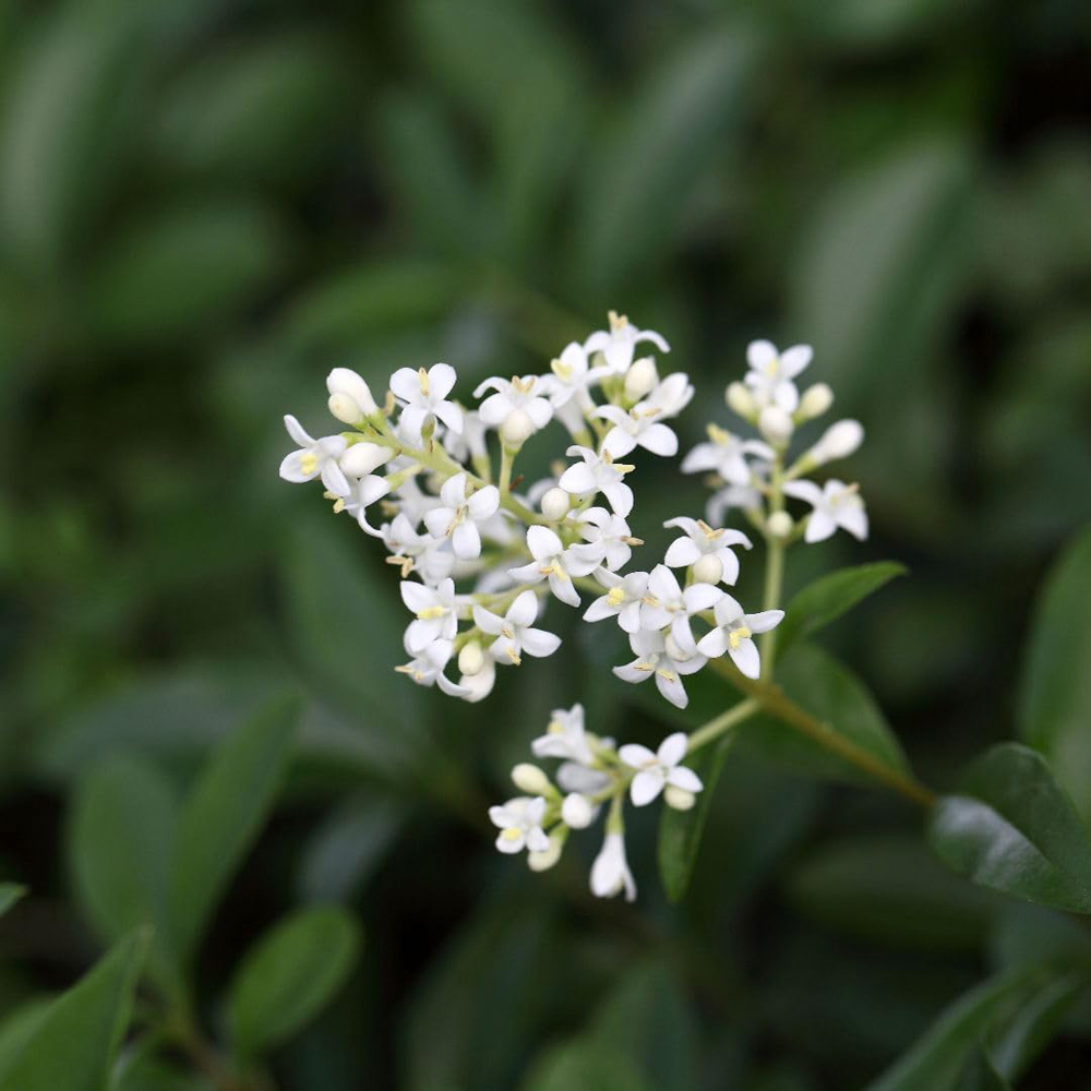 Thompson and Morgan Ligustrum Vulgaris Liga Plant Pot 9cm 3 Pack Image 3
