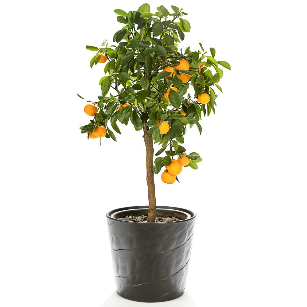 Thompson and Morgan Citrus Orange Plant Pot 9cm 2 Pack Image 4