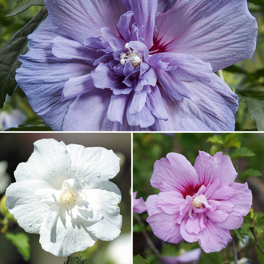 YouGarden Hardy Hibiscus Chiffon Collection 3 Pack Image 1