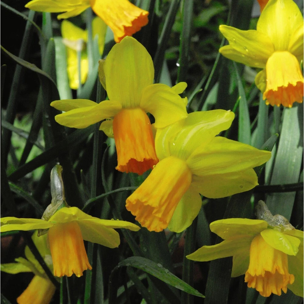 Thompson and Morgan Daffodil Jetfire Planting Bulb 80 Pack Image 1