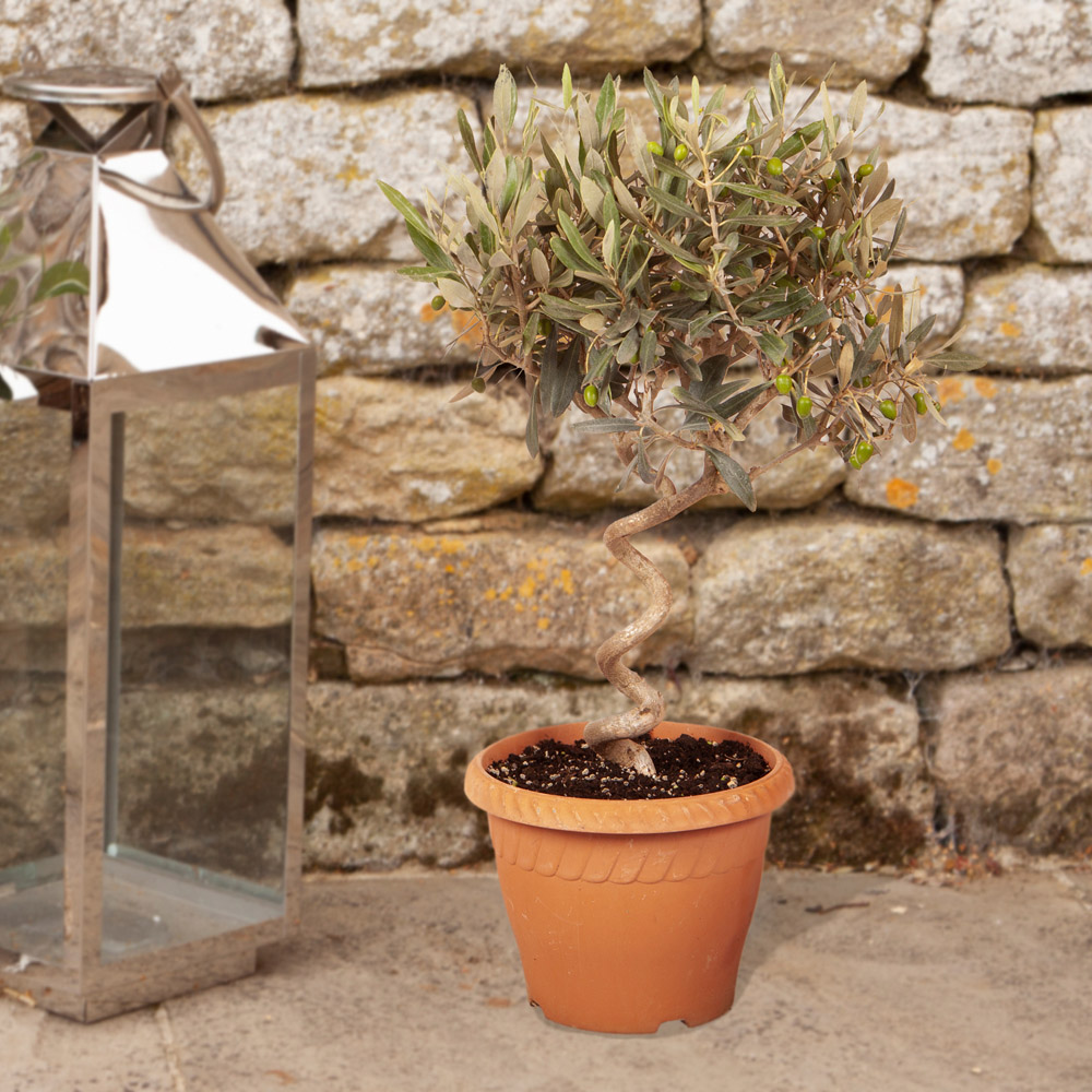 YouGarden Spiral Olive Tree Pot 70-80cm 2 Pack Image 1